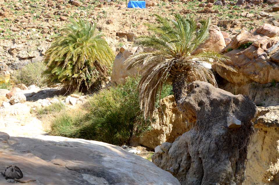 انحناءة نخلة