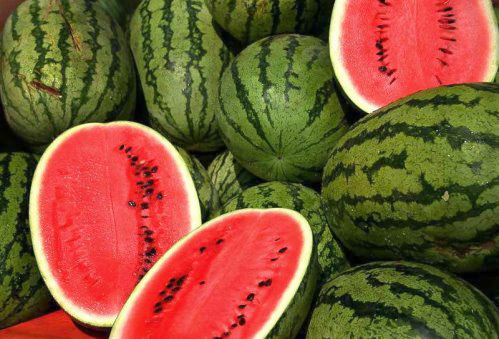زيادة صادرات البطيخ الى اسواق الخليج