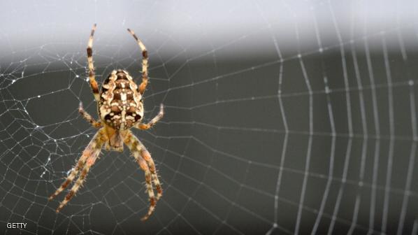 شبكة عنكبوت يمكنها التقاط طائرة أثناء سقوطها