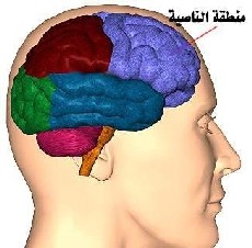 حاسوب ..  لمسح الدماغ