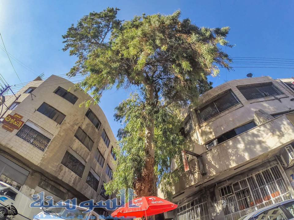 الاردن : شجرة عملاقة وسط عمان  ..  صور