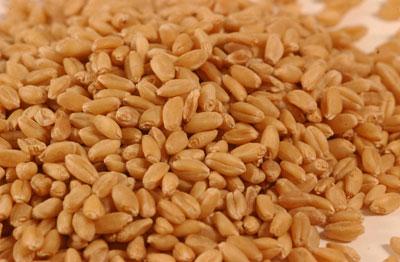 استلام 5 آلاف طن من المحاصيل الحقلية في الجنوب 