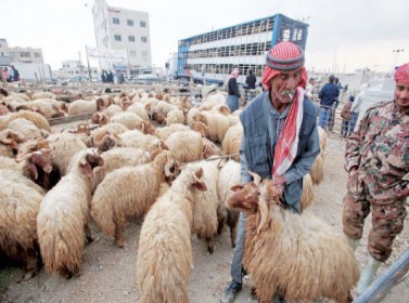 مطالبة تجار الاضاحي اعلان الاسعار