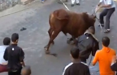 مهندس يضحى بأخيه بدلاً من العجل !