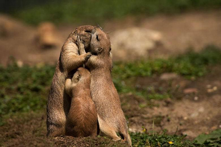 11 صورة توضح الحب في عالم الحيوان