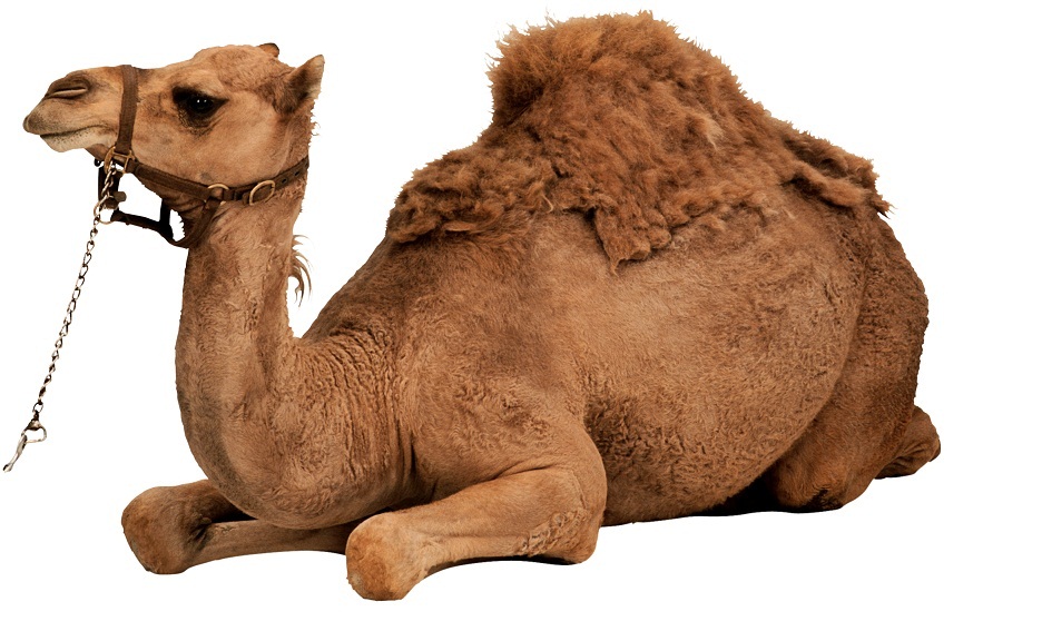  فوائد لحم الجمل للانسان
