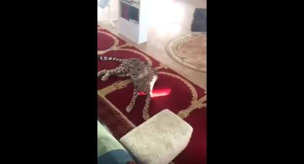 فهد يجلس مكان الامام بمسجد في السعودية  ..  فيديو