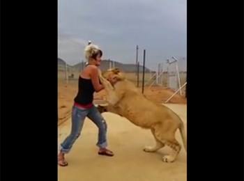 بالفيديو  ..  أسد يعانق فتاة بطريقة مدهشة 