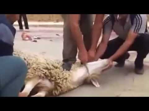 الطفيلة: مطالبات بتكثيف الرقابة على بيع اللحوم