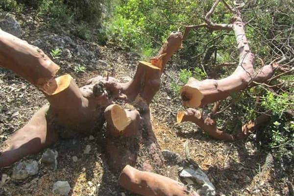 اعتداء على أشجار مهددة بالانقراض .. صور