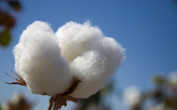 مستحضر لعلاج الزهايمر من القطن
