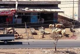 اربد ..  اسبوع لازالة زرائب الاغنام في حوارة