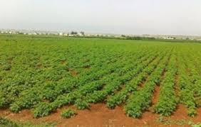 دعوات لتأخير زراعة المحاصيل الصيفية  
