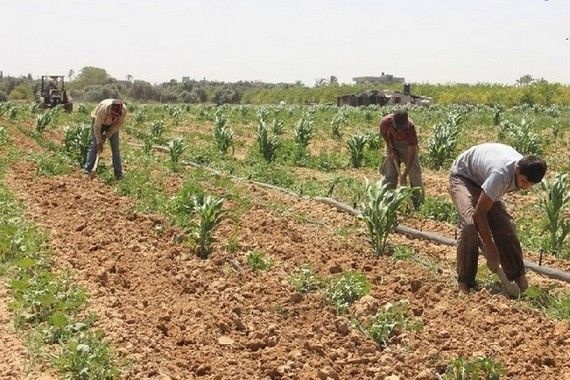 دعوة الى المزارعين .. 