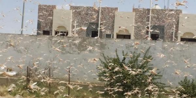 الجراد يجتاح سواحل الجنوب التونسي