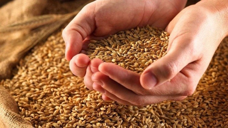 الأردن يخطط ليصبح مركزا إقليميا لبيع الحبوب الروسية
