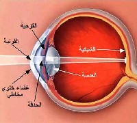 التبرع بقرنيتي شاب توفي بحادث سير
