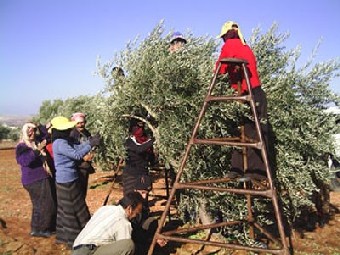 وزارة التربية تسمح لطلبة المدارس المشاركة في قطاف الزيتون 