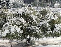 الارصاد الجوية : زخات من الثلوج مساء الاحد
