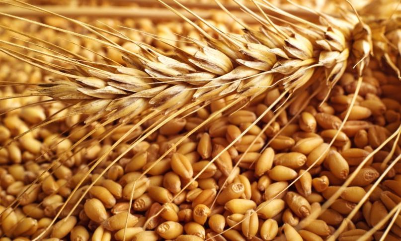 مصر تعدل مواصفات القمح