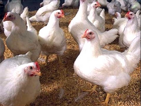تراجع اسعار الدجاج اللاحم 
