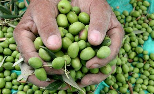 توقع انتاج 600 طن من الزيتون الاخضر بالطفيلة