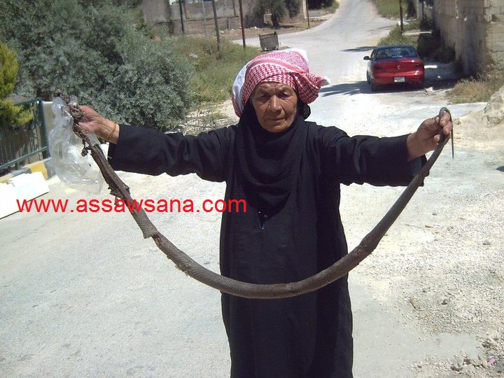 الحاجة سامية العلاونة عمرها 80 عاما  ..  تقتل ثعبانا طوله  5ر2 متر  ..  !!