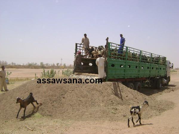 شحنة أغنام سودانية حية تصل العقبة غدا 