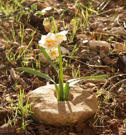 ورد النرجس