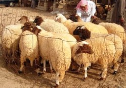 أب جزائرى يحتجز ابنته 30 عاما فى حظيرة أغنام