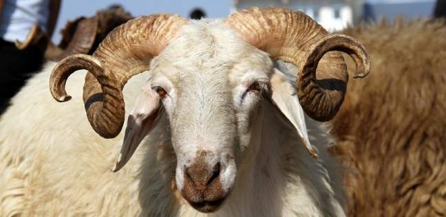 توفير 750 الف اضحية خلال عيد الاضحى