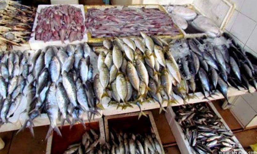 اربد ..  اتلاف اسماك تباع في بكبات 