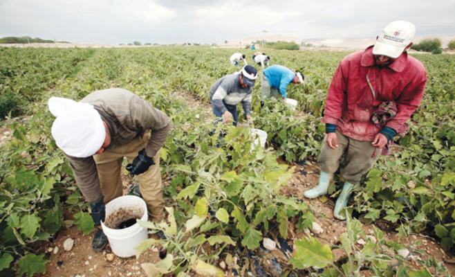 تشغيل 150 عاملا بالأجرة اليومية الموسمية