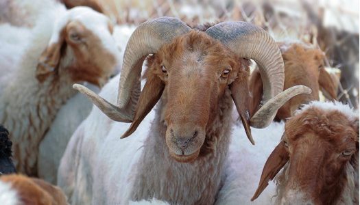 هل يجوز شراء الاضحية بالاقساط؟