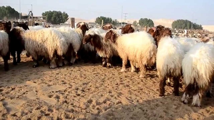 توفر 730 الف راس من الاضاحي 