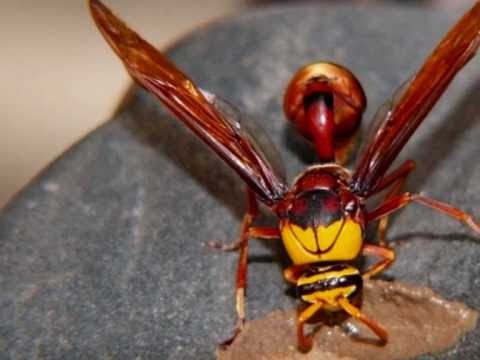 حملة شاملة لمكافحة الدبور الأحمر على مستوى الأردن