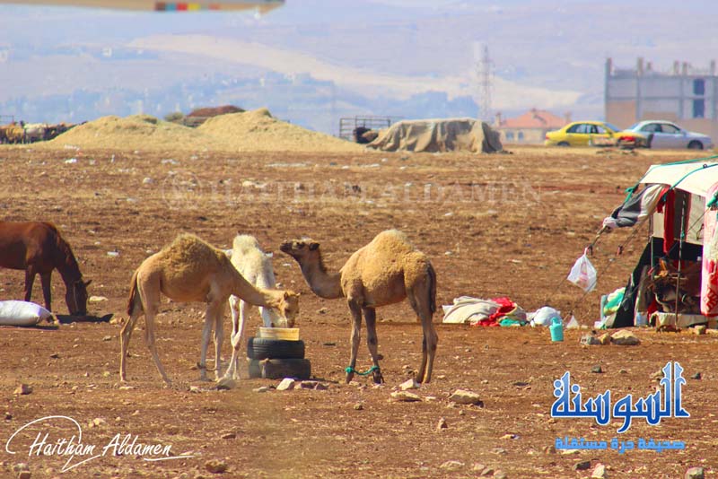اقبال على شراء الجمال مع اقتراب عيد الاضحى