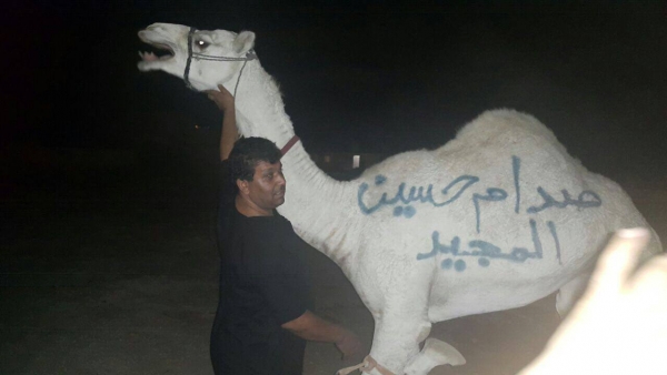 نحر 50 جملا عن روح صدام حسين في الرمثا