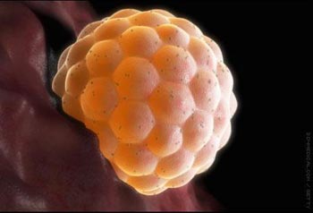 خلايا المشيمة البشرية تعالج الأمراض الرئوية