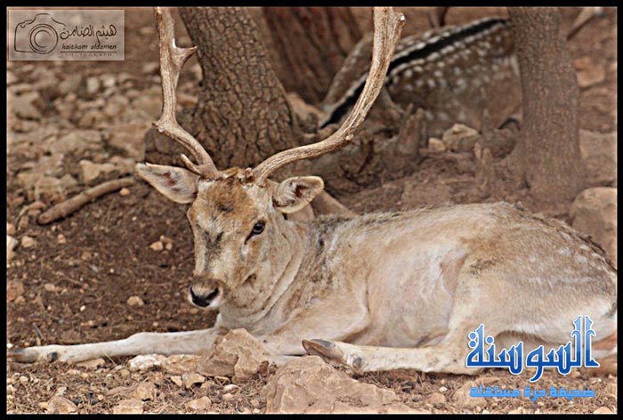 غزال في احدى المحميات الاردنية