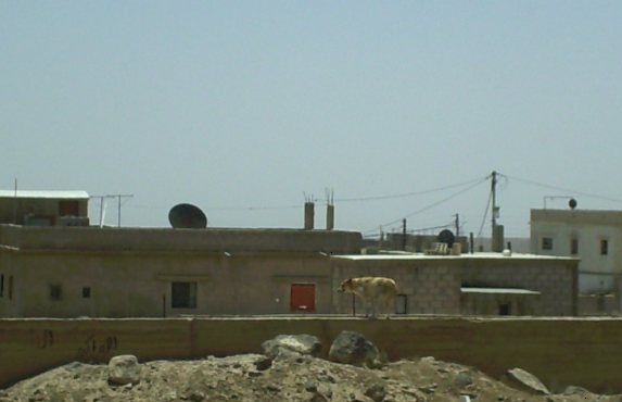قطعان الكلاب الضالة ترعب مواطني أم القطين 