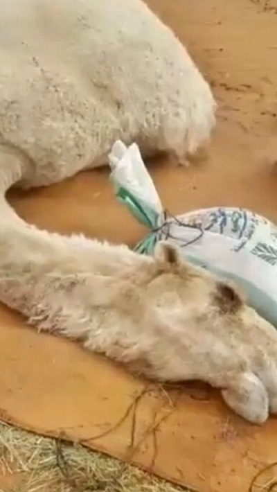 نفوق الناقة خزامة يفجع عشاق الإبل في الخليج 