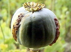 mainThumb