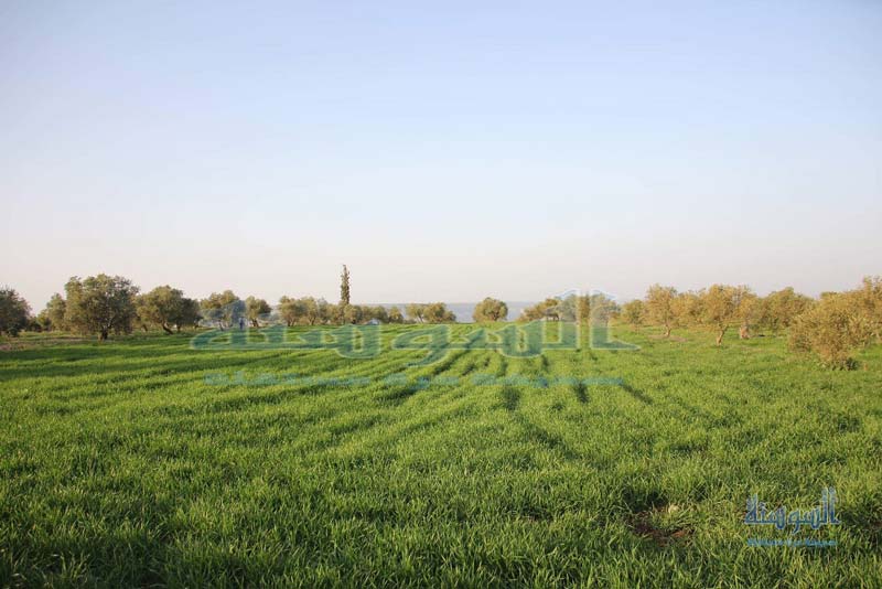 الربيع شمال الاردن