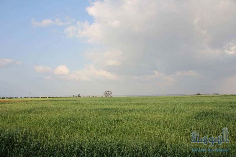 الاردن يرتدي حلة خضراء