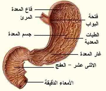أدوية ترقق العظام تزيد خطر السرطان