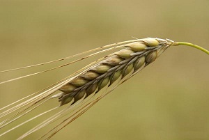 الصناعة والتجارة: مخزون المملكة من القمح والشعير مطمئن
