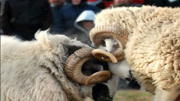 تعرف على اكثر 5 عادات غريبة بعيد الاضحى لمسلمي اوروبا 