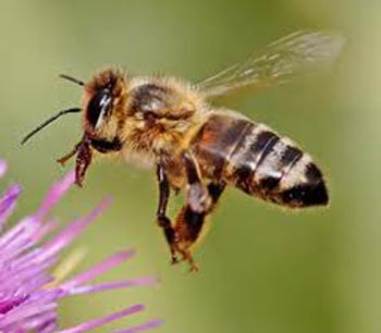 التقدم في السن يؤثر على ذاكرة النحل