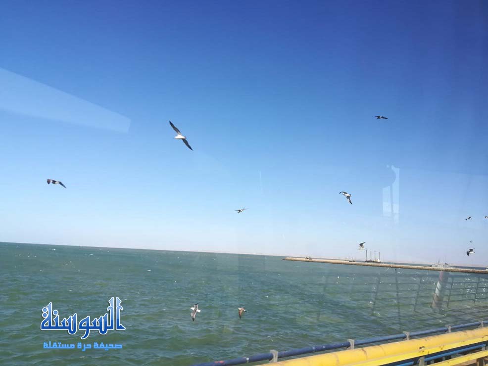 طيور النورس على شواطئ الاطلسي
